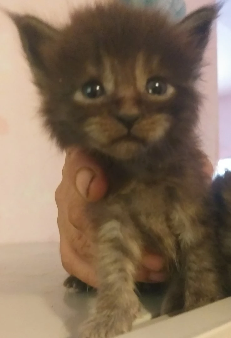 Maine coon femmine  | Foto 1