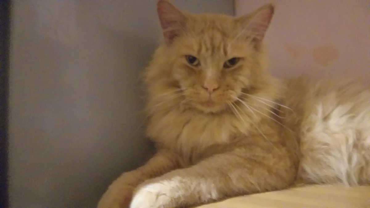 Maine coon maschio per monta 2 | Foto 1