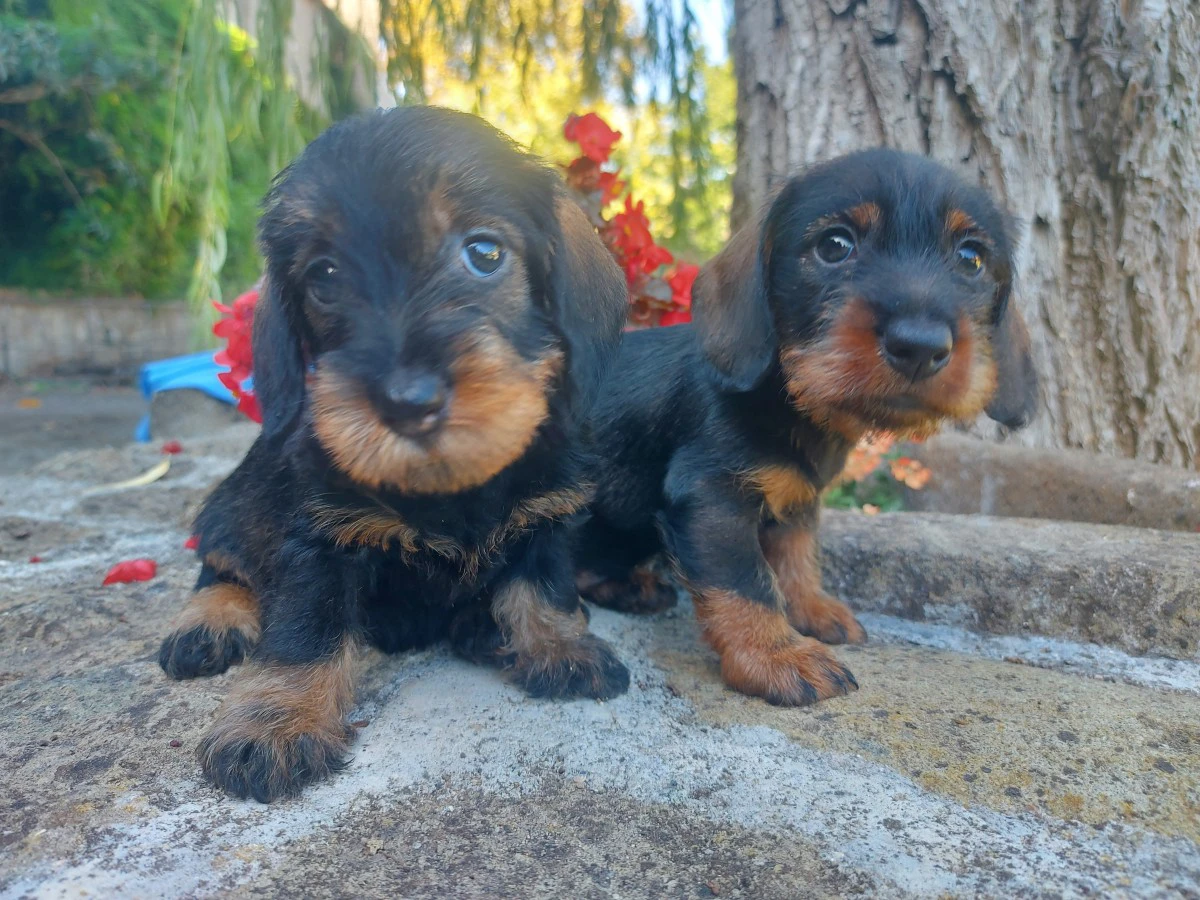 Splendide cucciole pronte per  | Foto 1