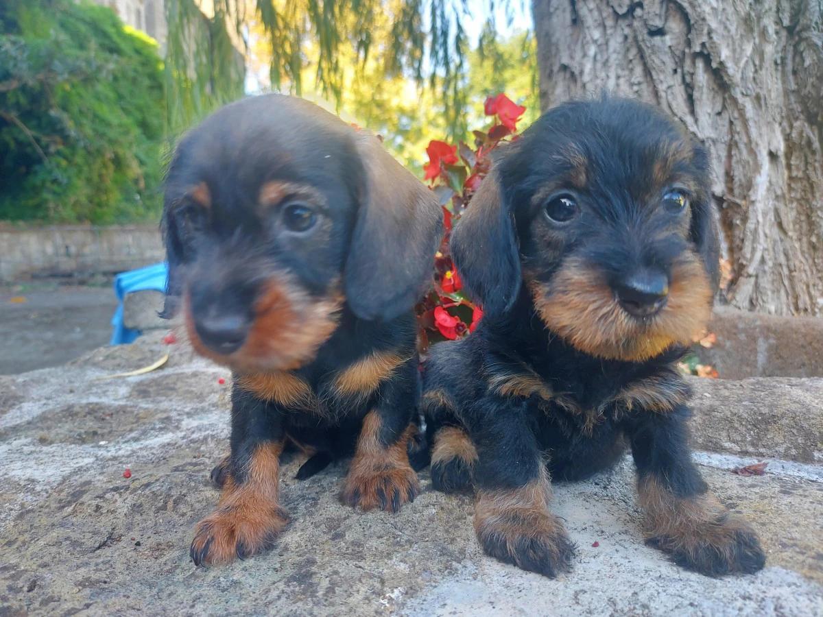 Splendide cucciole pronte per  | Foto 3