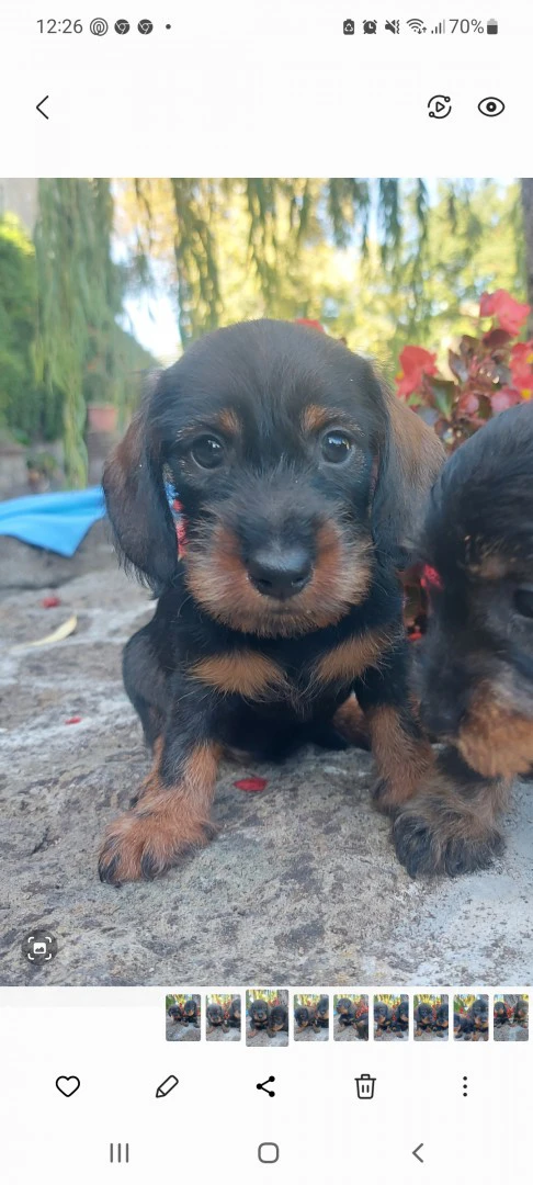 Splendide cucciole pronte per  | Foto 2