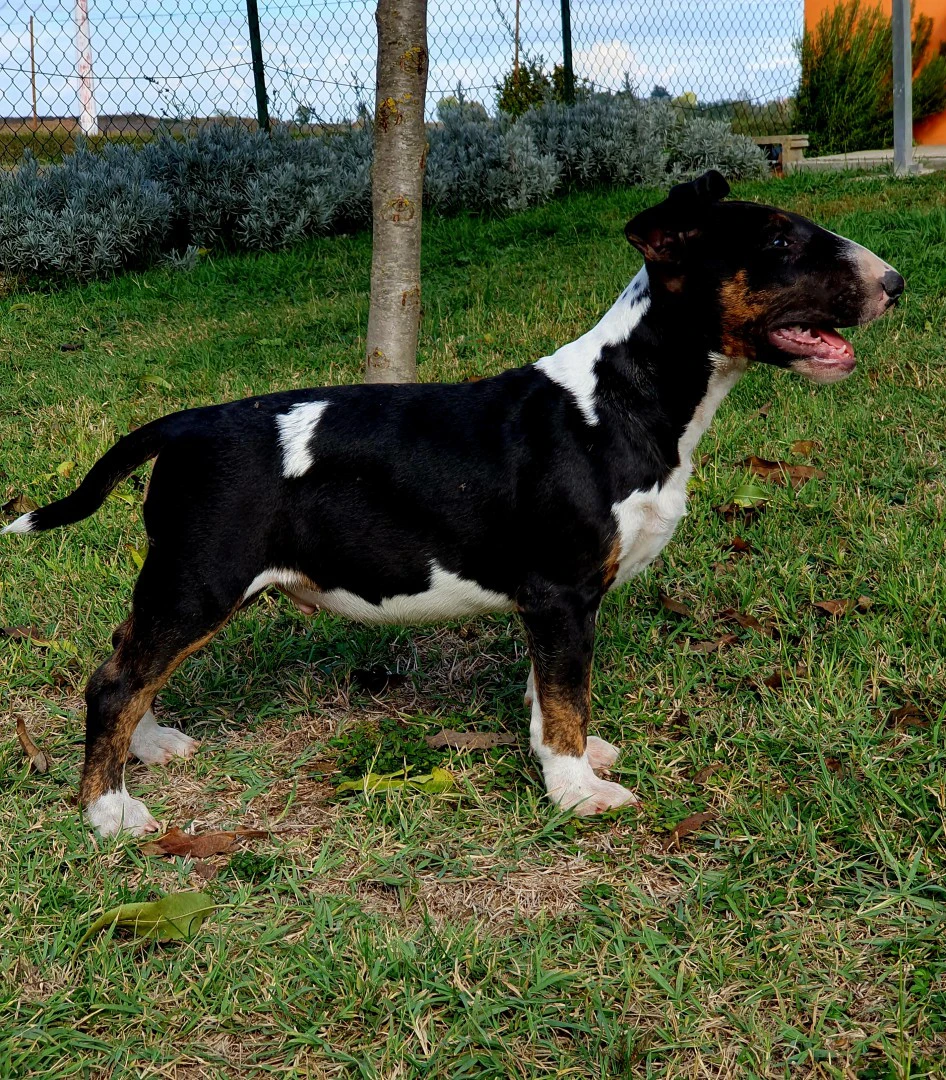 Disponibili 2 cuccioli maschi  | Foto 2