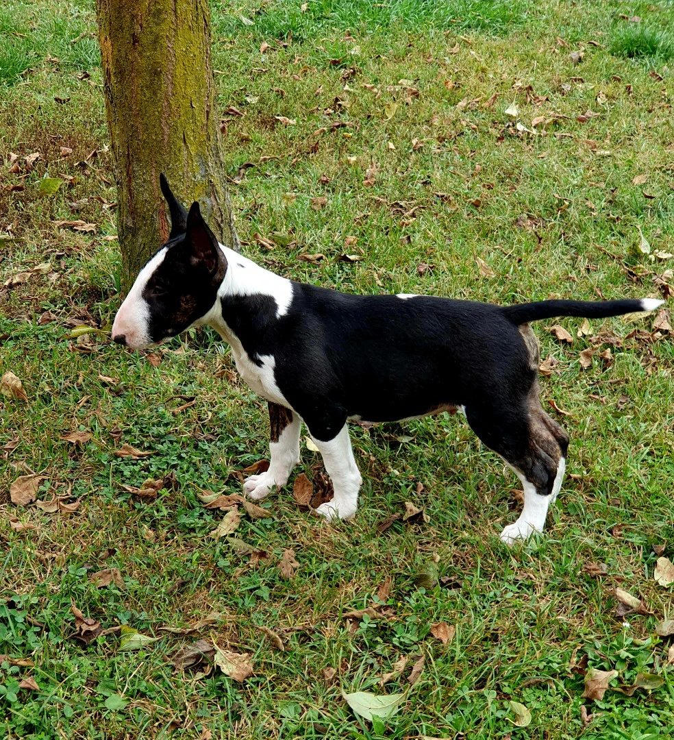 Disponibili 2 cuccioli maschi  | Foto 1