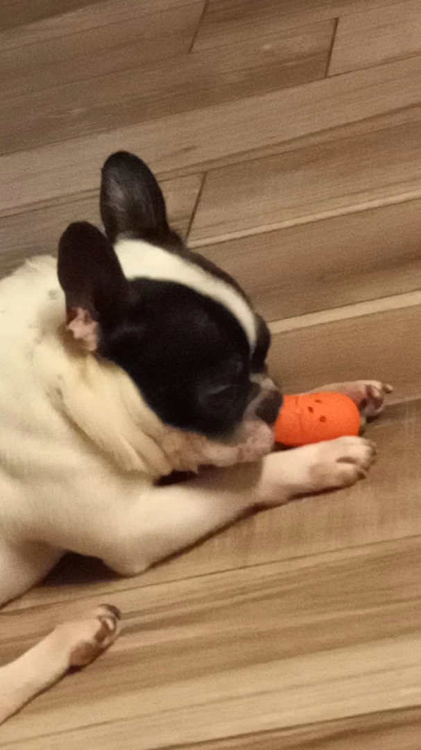 Disponibile cane bulldog franc | Foto 2