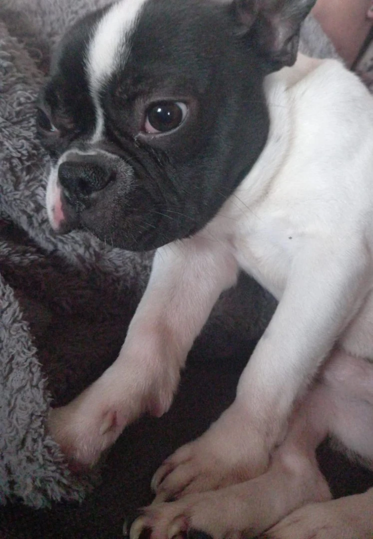 Disponibile cane bulldog franc | Foto 1