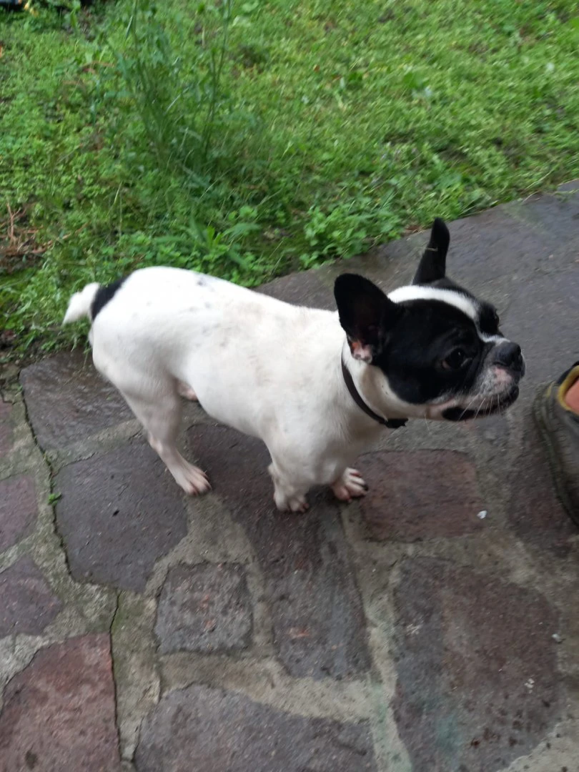 Disponibile cane bulldog franc | Foto 3