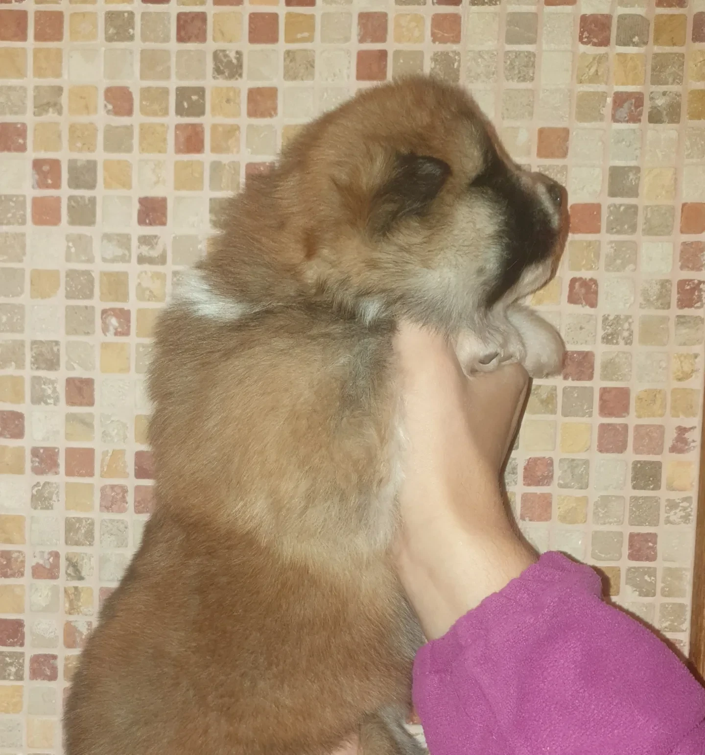 Disponibili cuccioli femminucc | Foto 2