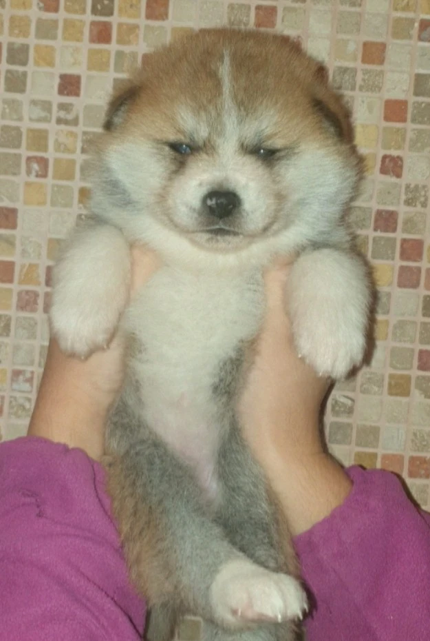 Disponibili cuccioli femminucc | Foto 7
