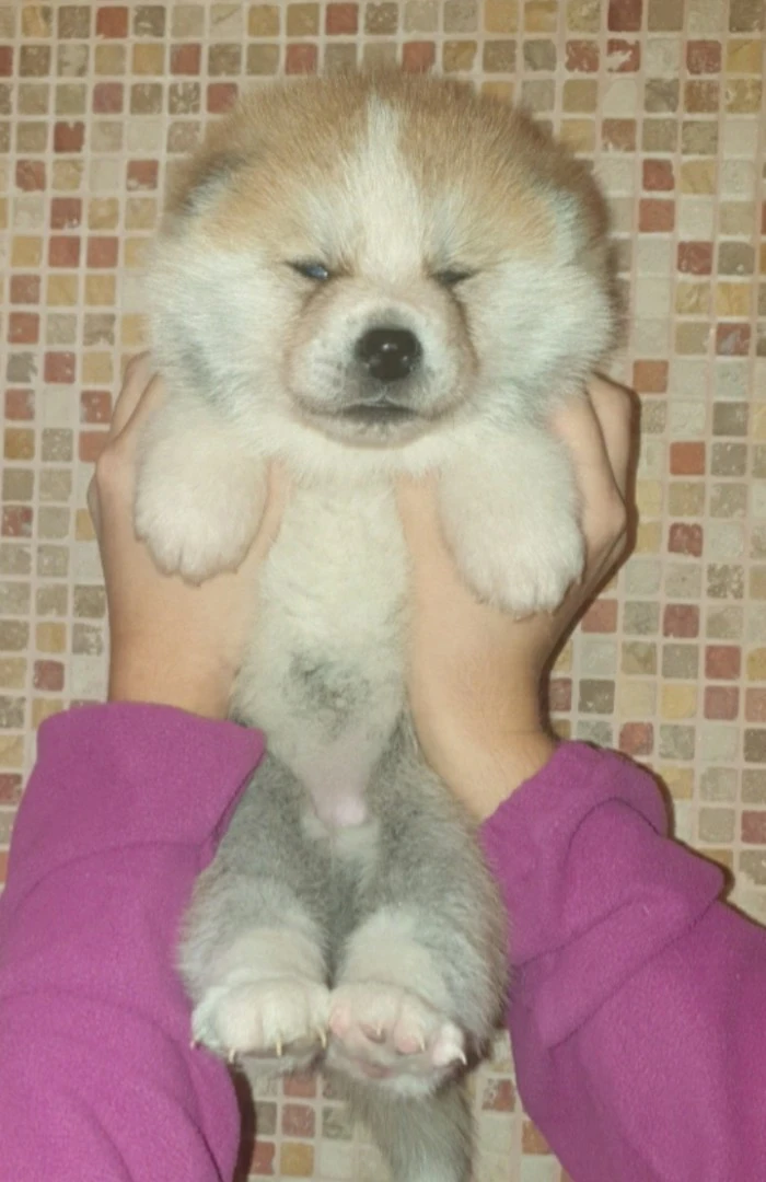 Disponibili cuccioli femminucc | Foto 8