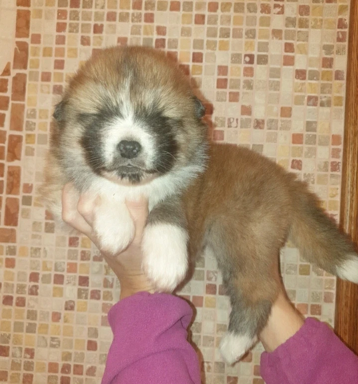 Disponibili cuccioli femminucc | Foto 10