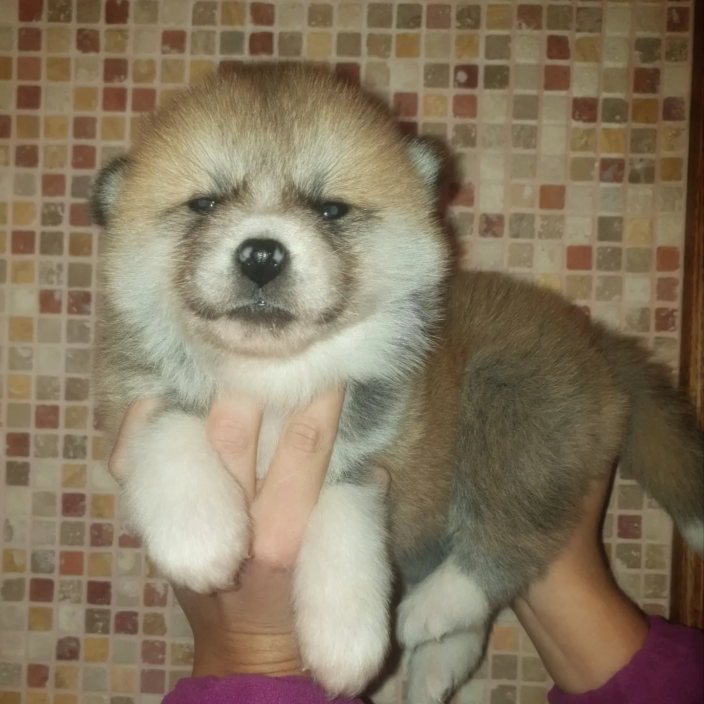 Disponibili cuccioli femminucc | Foto 4