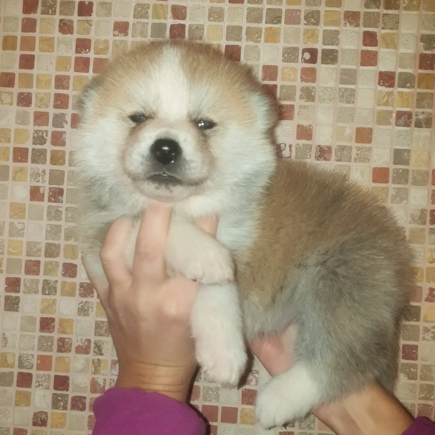 Disponibili cuccioli femminucc | Foto 3