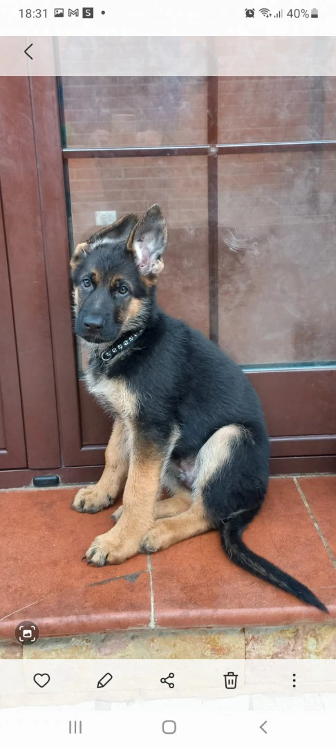 Allevatore amatoriale vende cu | Foto 2