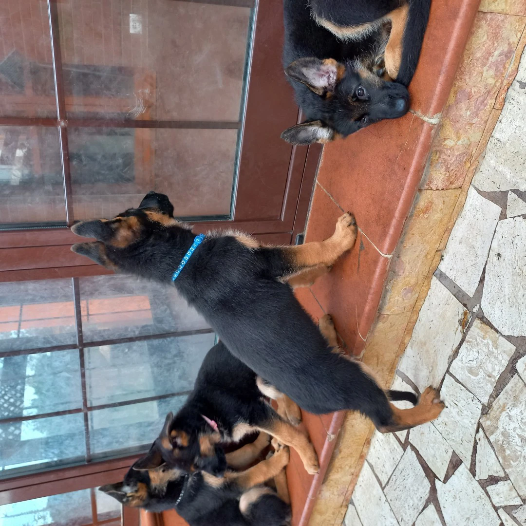 Allevatore amatoriale vende cu | Foto 3