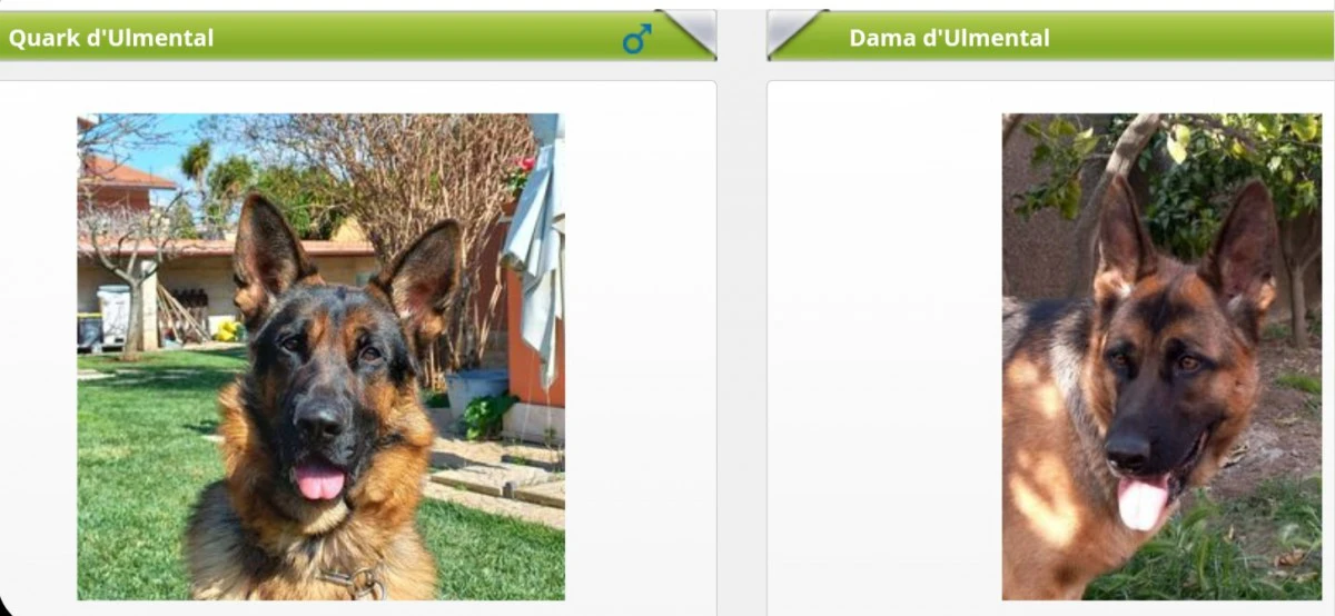 Vendesi stupendi cuccioli di p | Foto 2