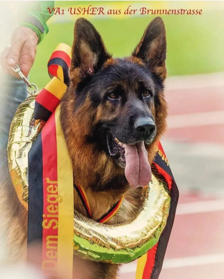 Vendesi stupendi cuccioli di p | Foto 1