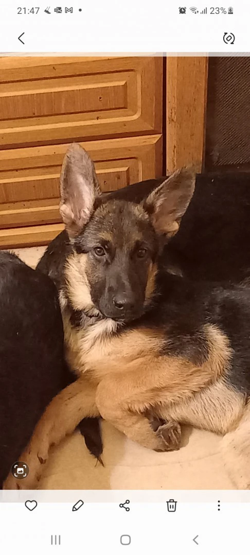 Vendesi stupendi cuccioli di p | Foto 3