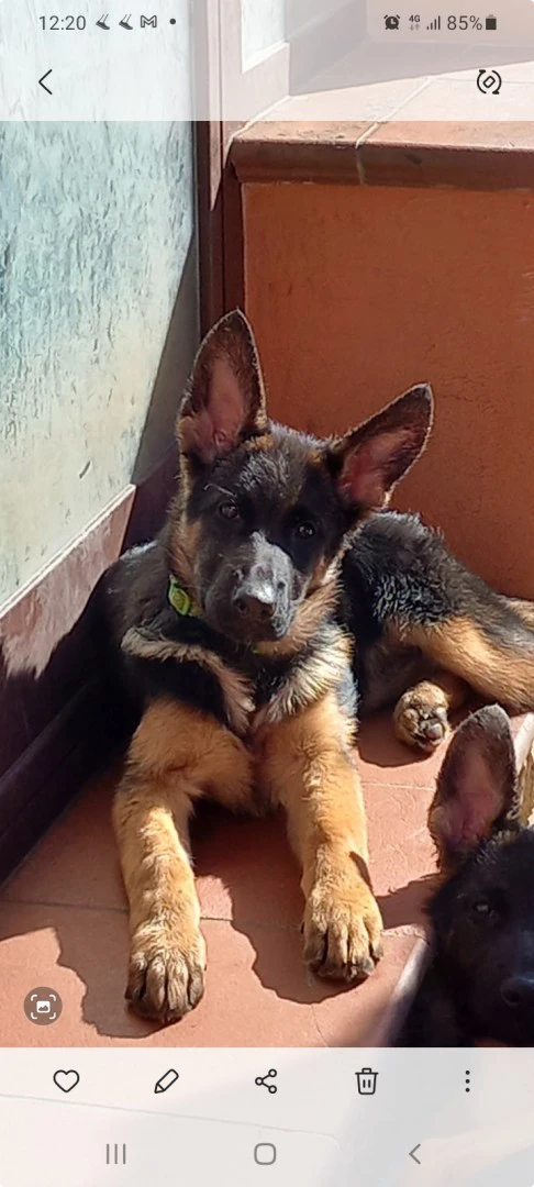 Vendesi stupendi cuccioli di p | Foto 6