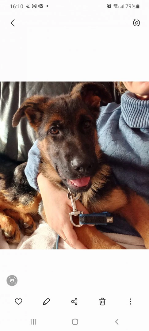 Vendesi stupendi cuccioli di p | Foto 4