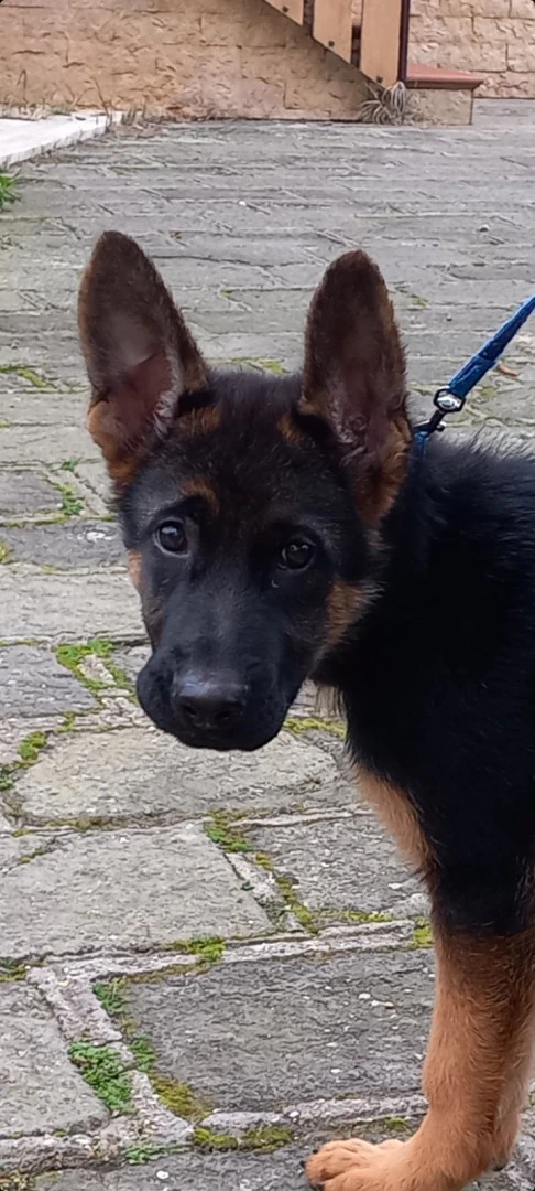Vendesi stupendi cuccioli di p | Foto 5