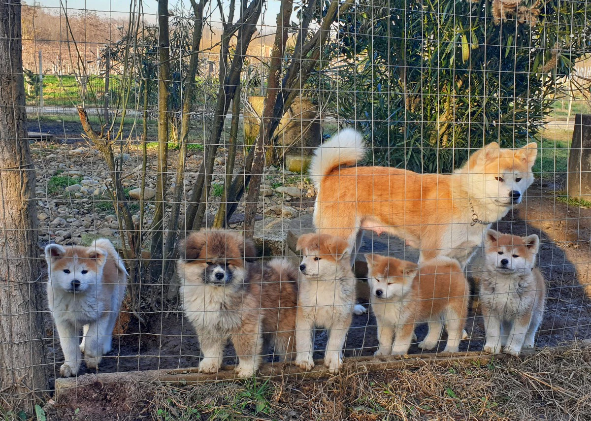 Disponibile cucciola di 2 mesi | Foto 1