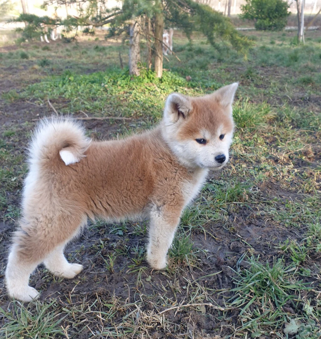 Disponibile cucciola di 2 mesi | Foto 5
