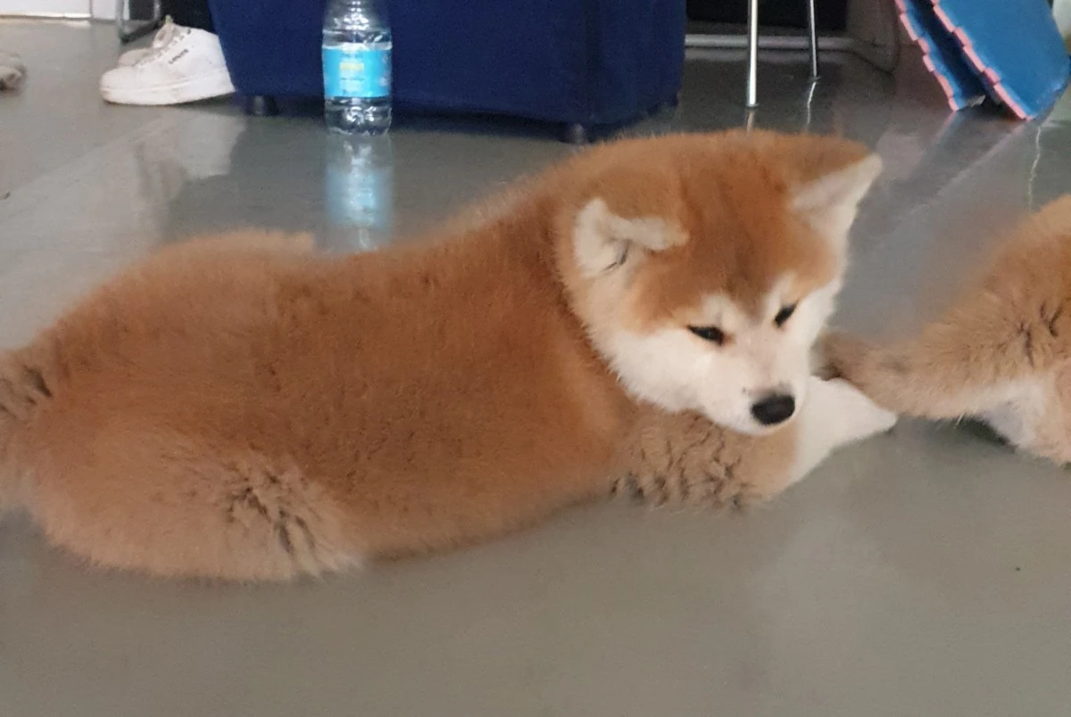 Disponibile cucciola di 2 mesi | Foto 11
