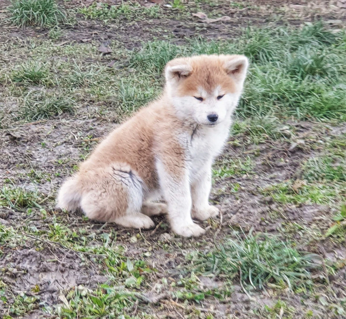 Disponibile cucciola di 2 mesi | Foto 6