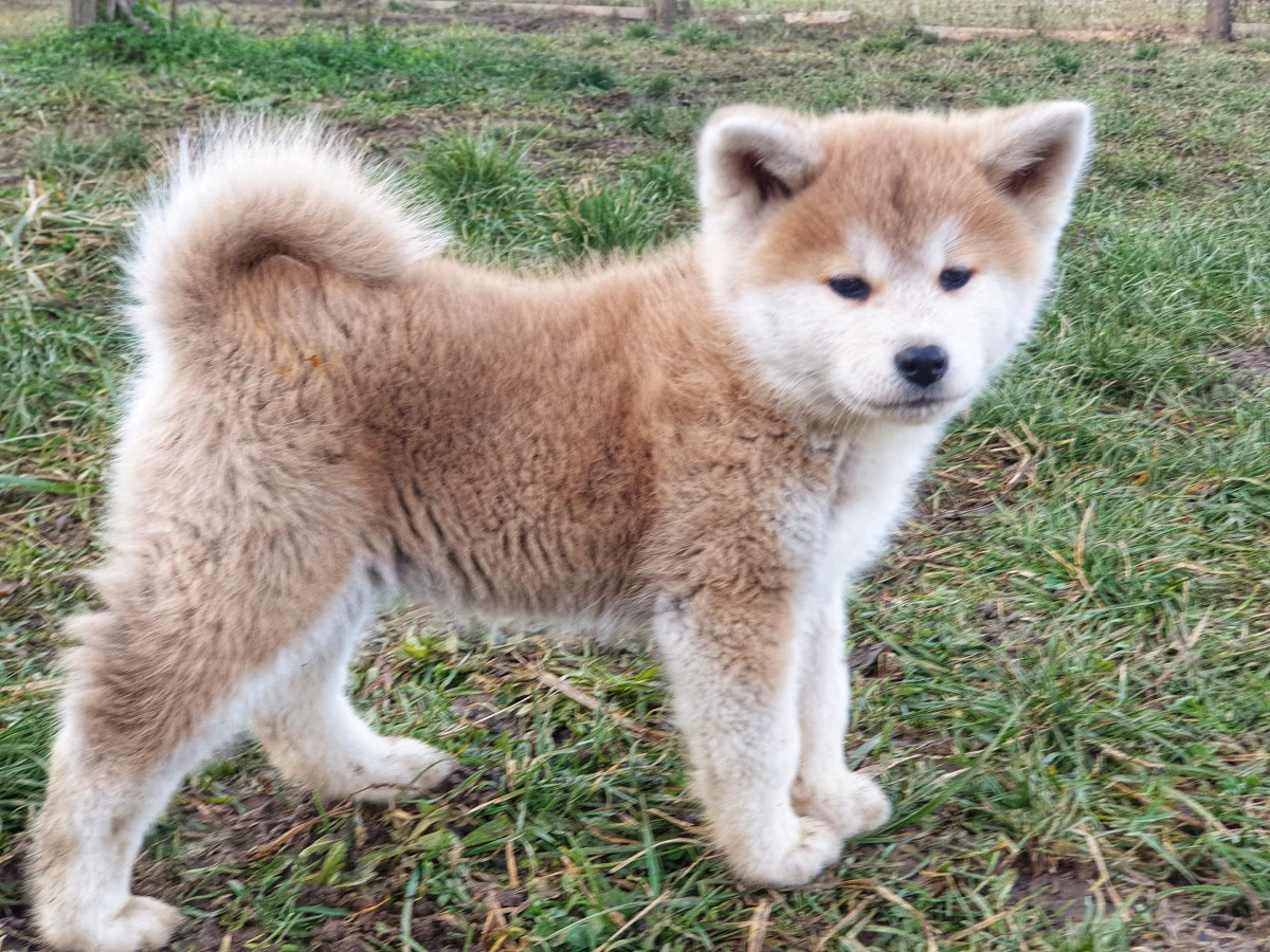 Disponibile cucciola di 2 mesi | Foto 7
