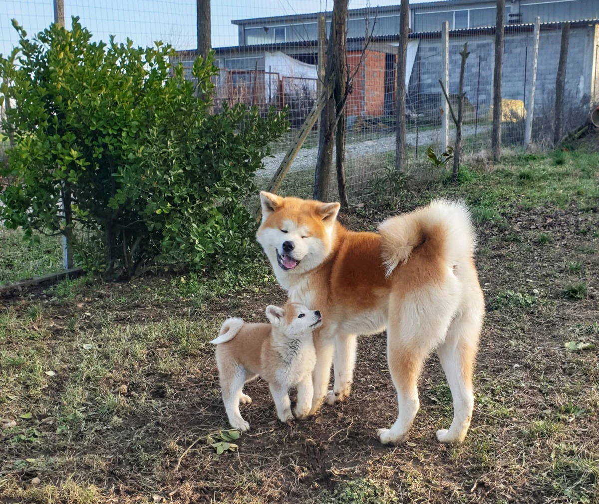 Disponibile cucciola di 2 mesi | Foto 2
