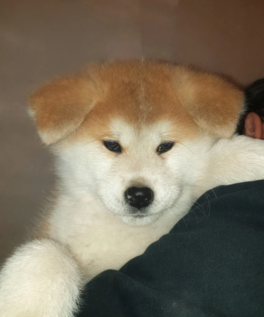 Disponibile cucciola di 2 mesi | Foto 3