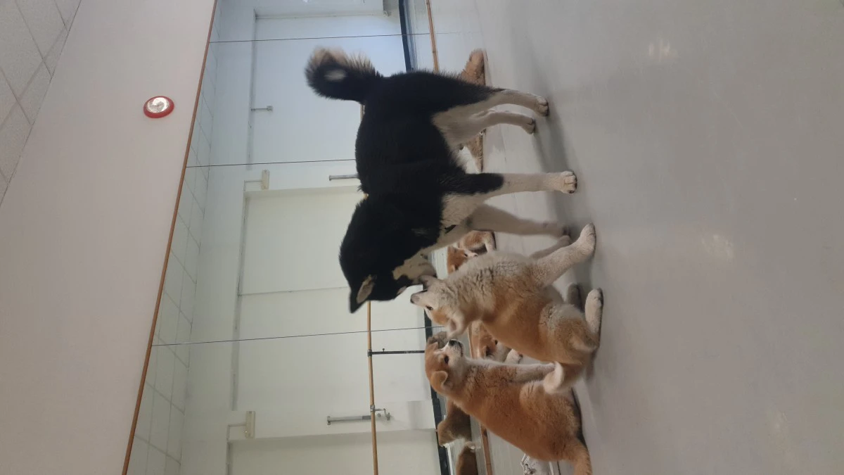 Disponibile cucciola di 2 mesi | Foto 8
