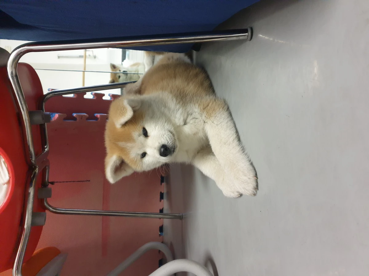 Disponibile cucciola di 2 mesi | Foto 10