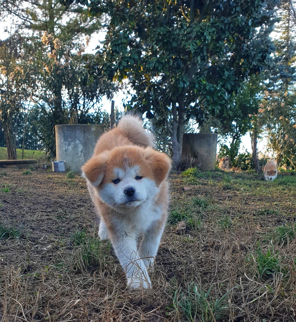 Disponibile cucciola di 2 mesi | Foto 4