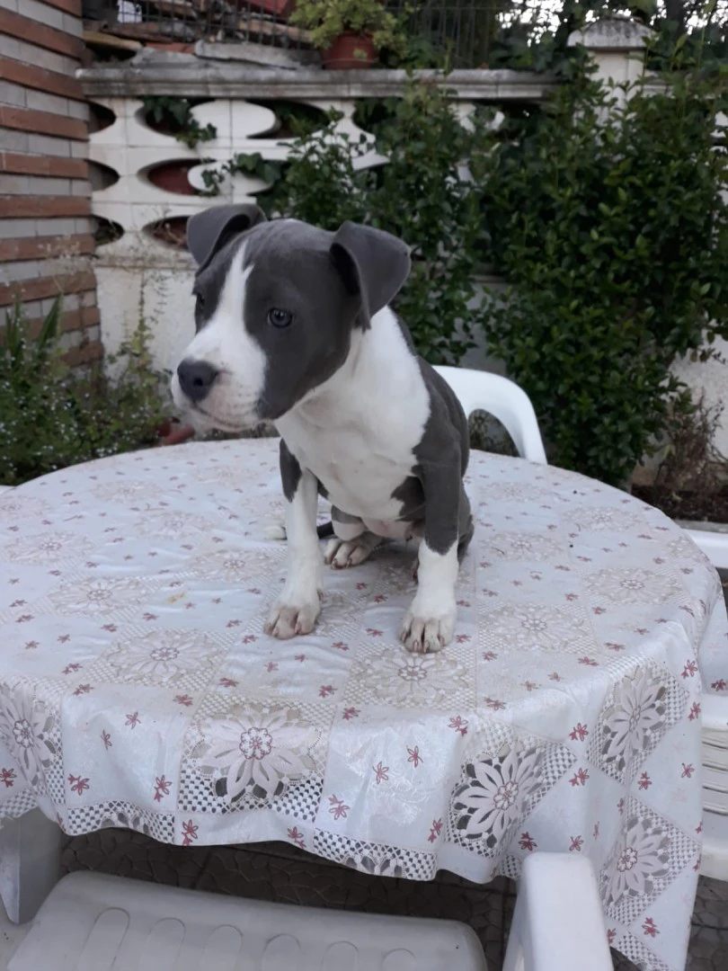 Allevamento Amstaff Italia. In | Foto 7