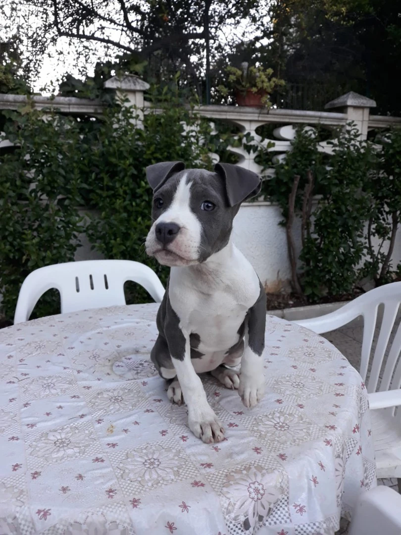 Allevamento Amstaff Italia. In | Foto 6