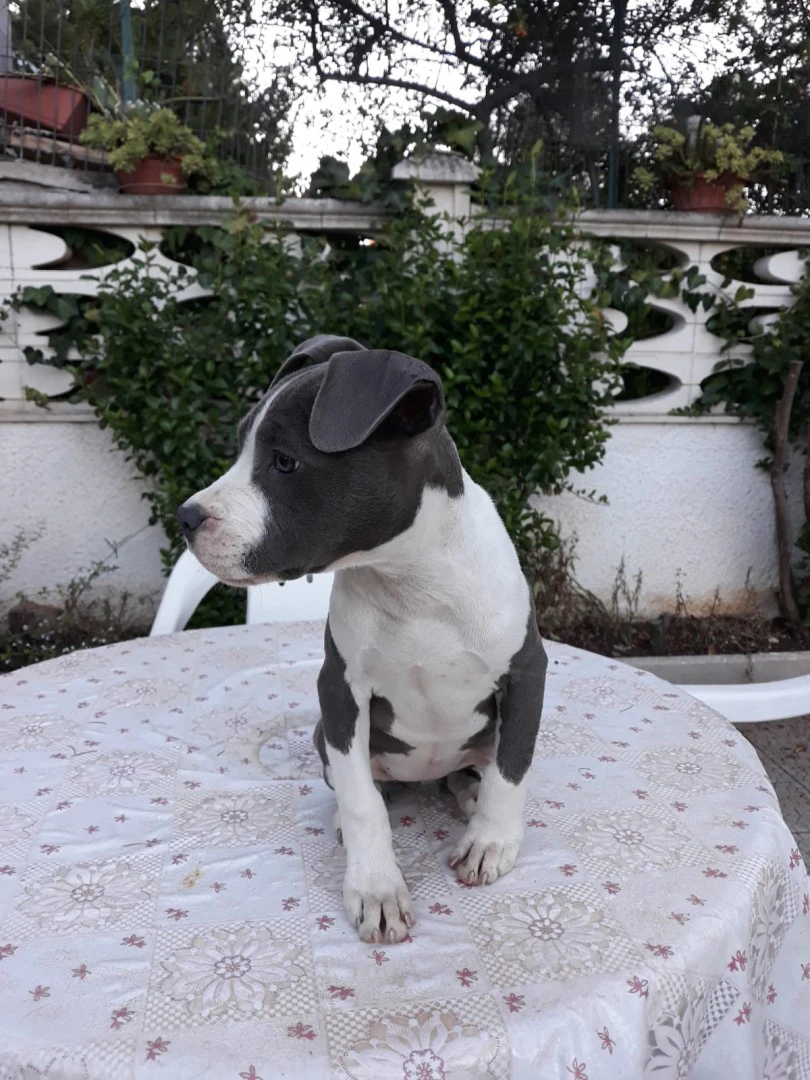 Allevamento Amstaff Italia. In | Foto 4