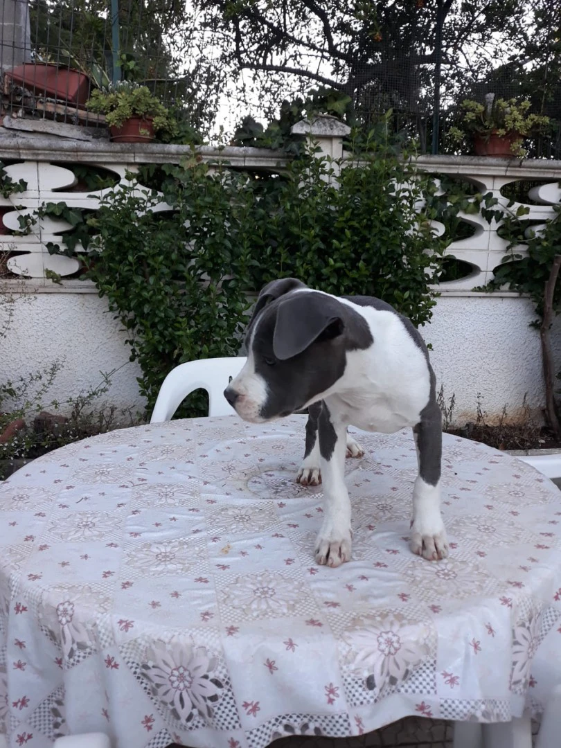 Allevamento Amstaff Italia. In | Foto 8