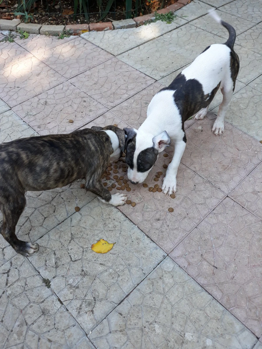 Allevamento Amstaff Italia. Cu | Foto 1