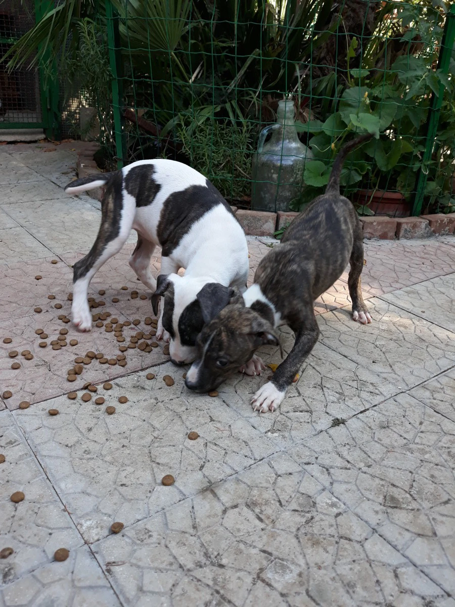 Allevamento Amstaff Italia. Cu | Foto 3