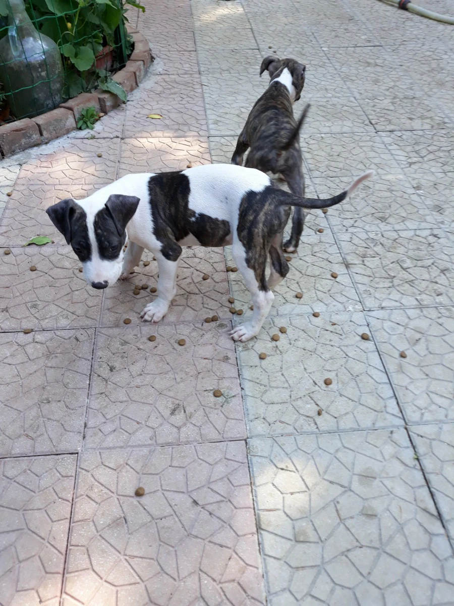 Allevamento Amstaff Italia. Cu | Foto 4