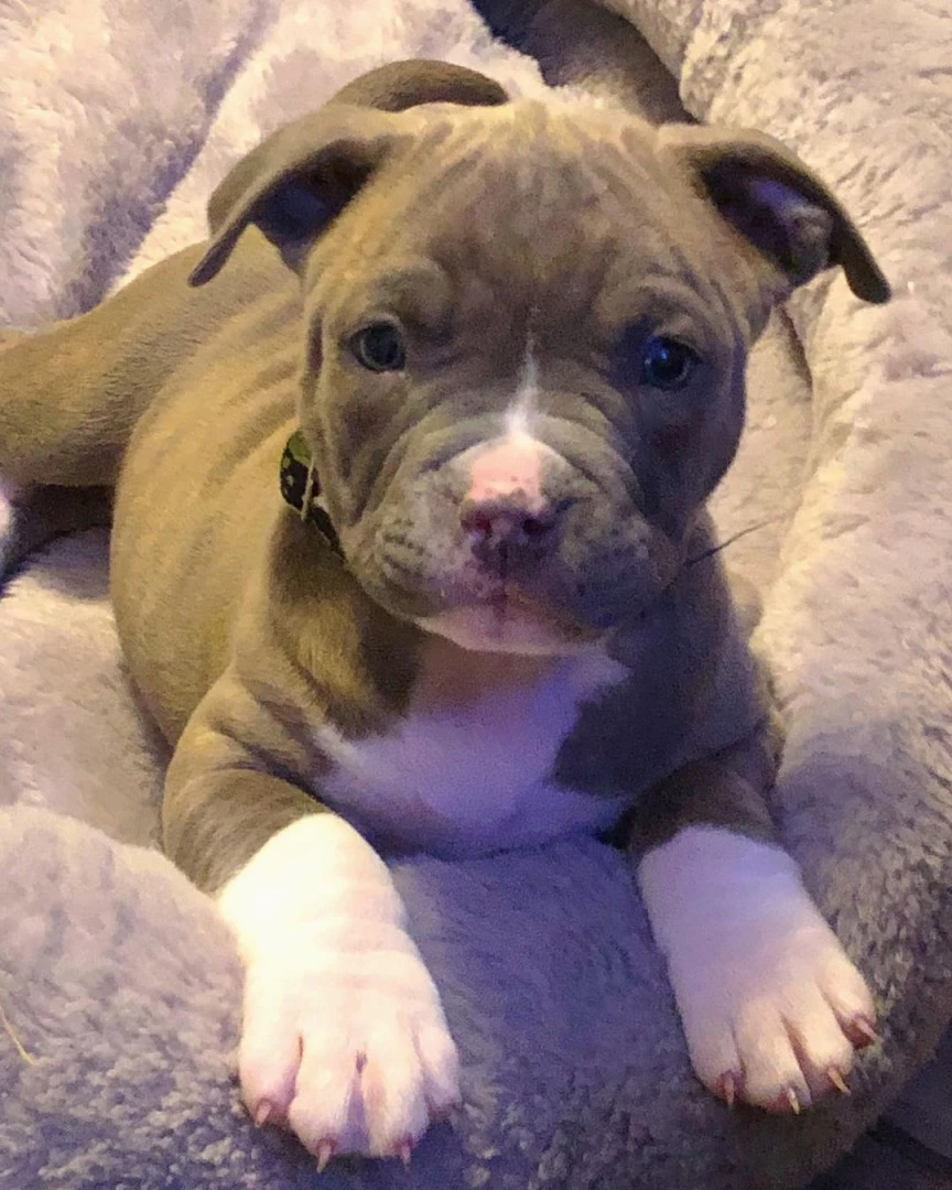 Adorabile cucciolo di Pitbull  | Foto 10