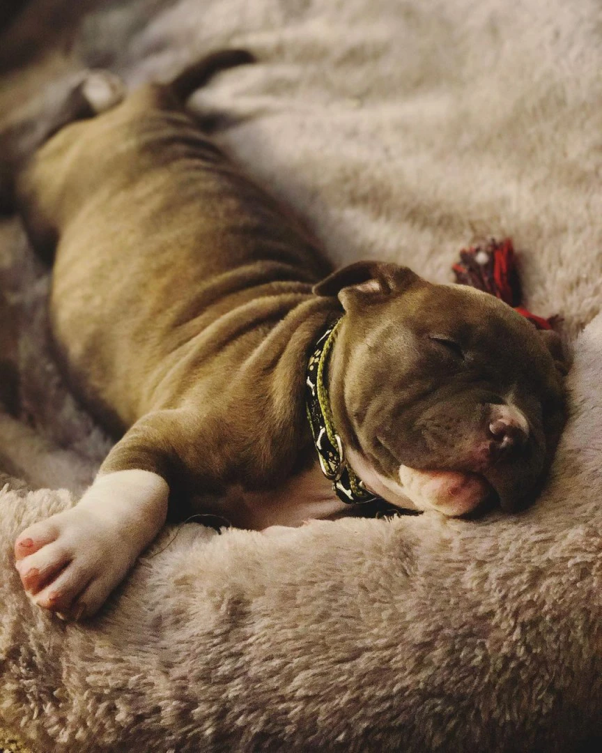 Adorabile cucciolo di Pitbull  | Foto 4