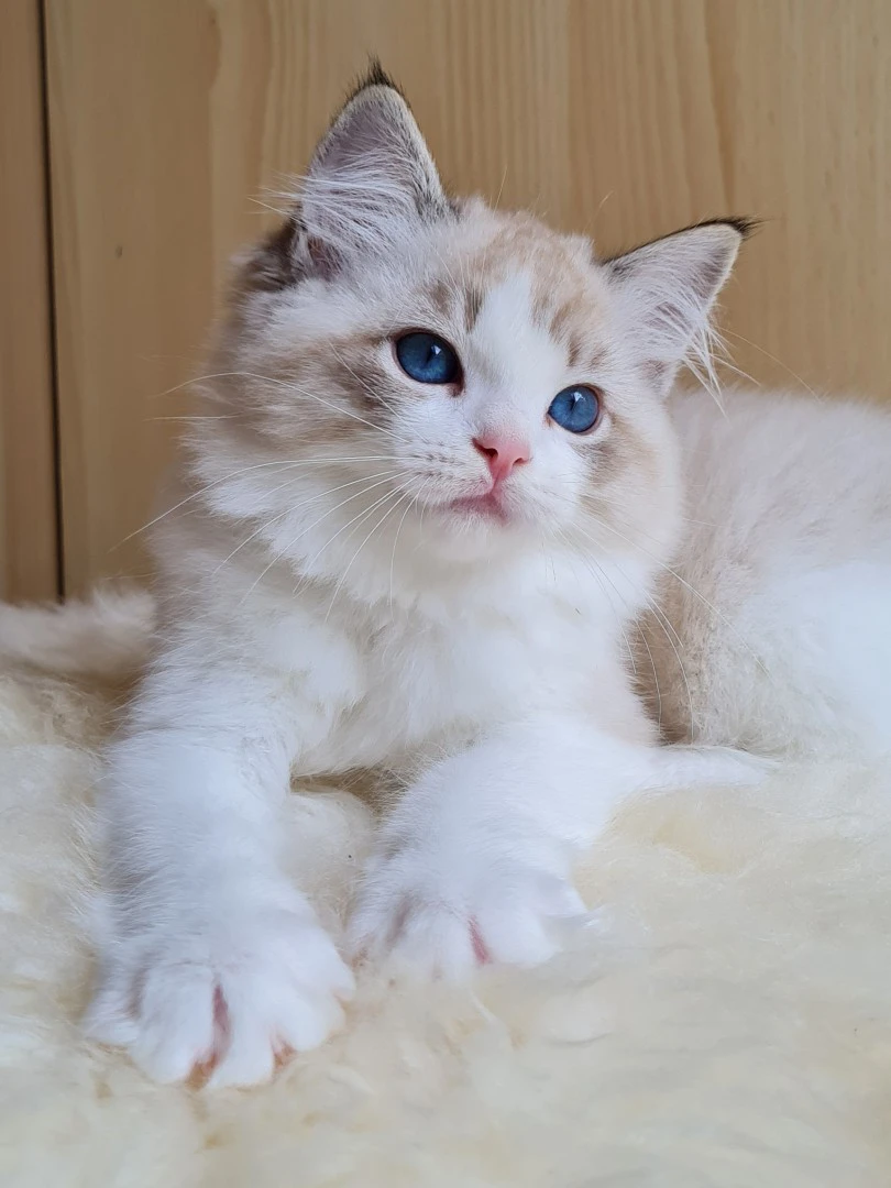 Disponibili cucciole di Ragdol | Foto 3