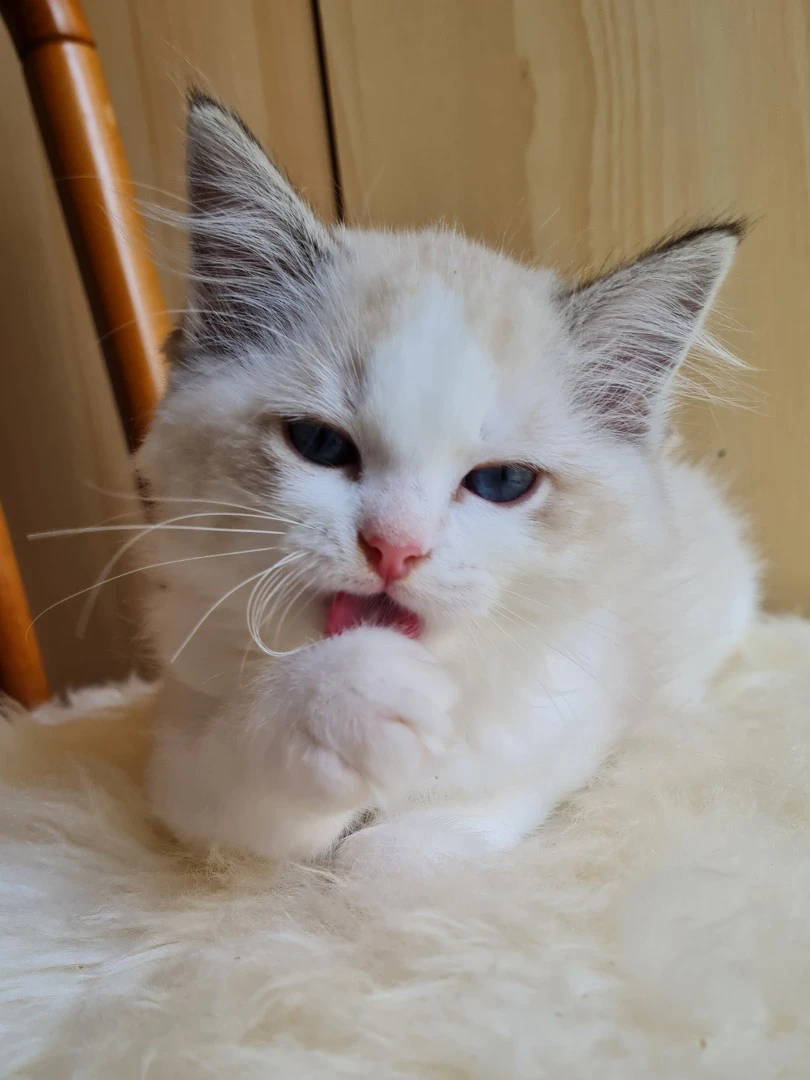 Disponibili cucciole di Ragdol | Foto 4