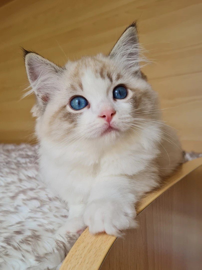 Disponibili cucciole di Ragdol | Foto 1