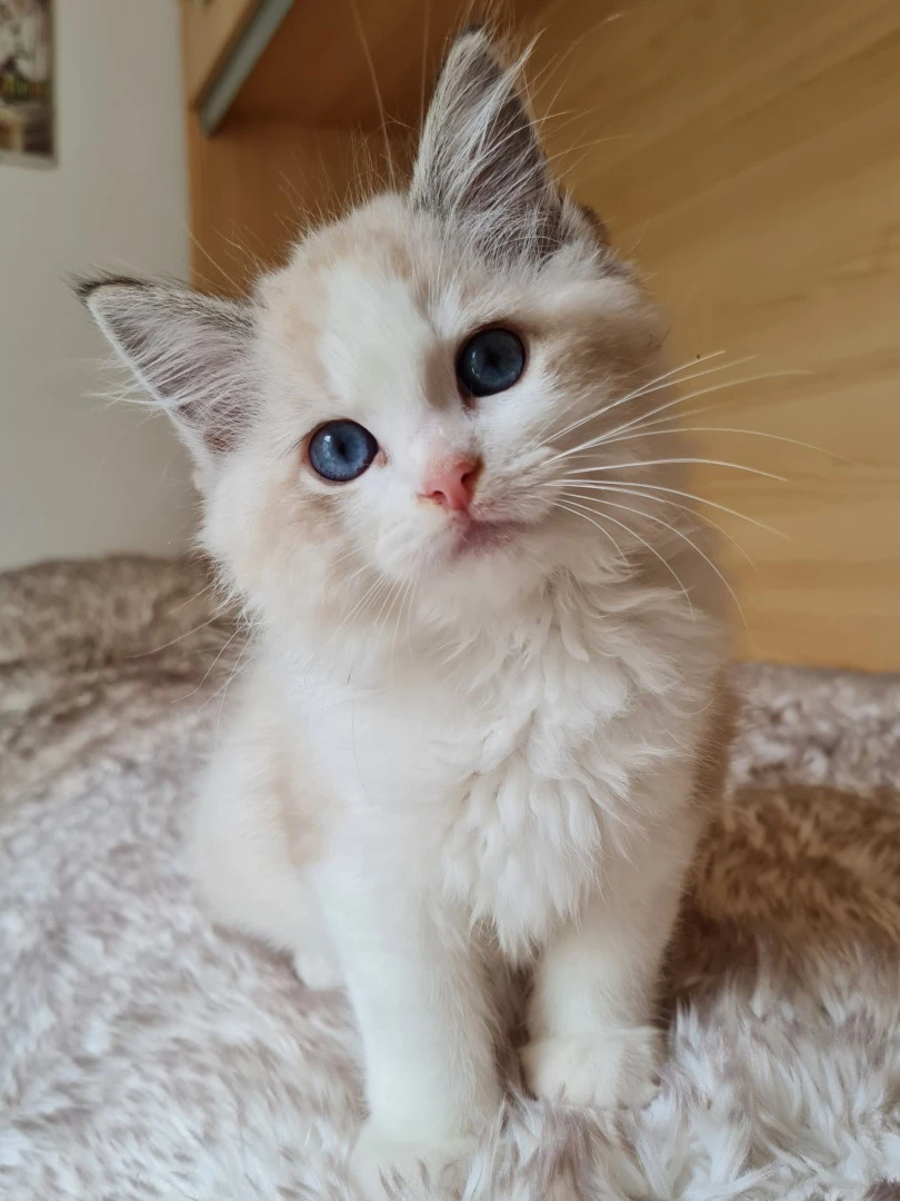 Disponibili cucciole di Ragdol | Foto 2