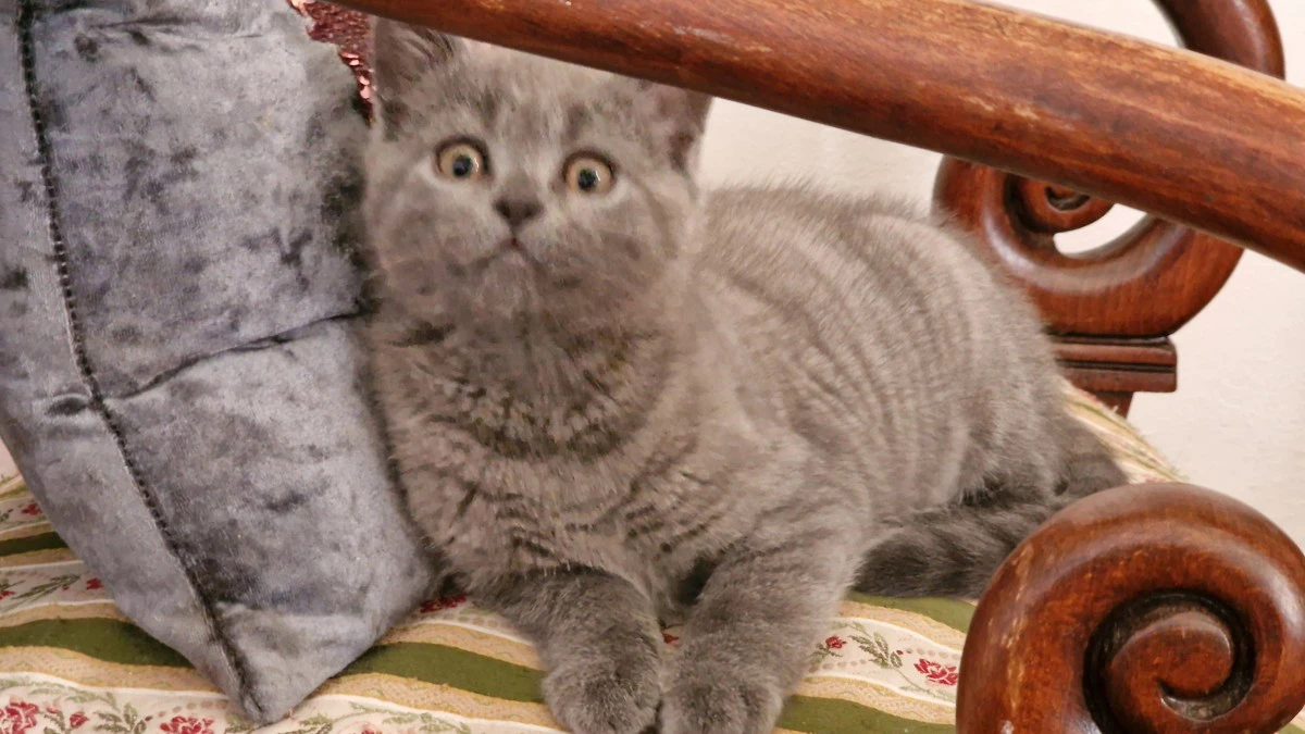 Abbiamo disponibile un cucciol | Foto 5