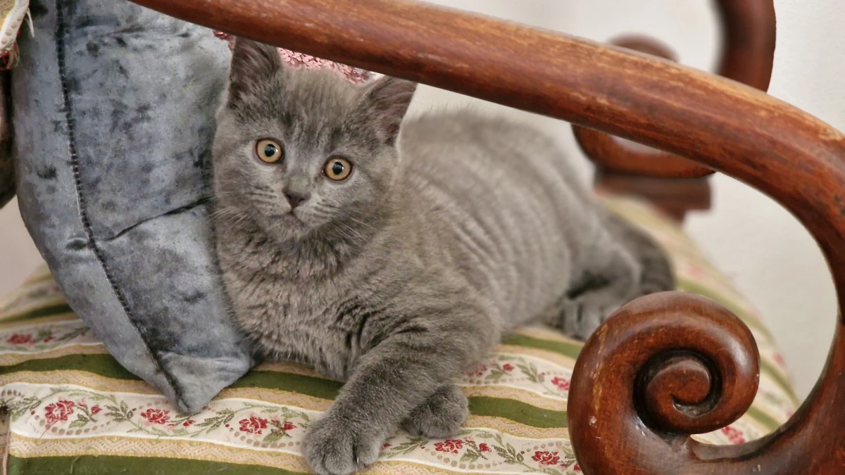 Abbiamo disponibile un cucciol | Foto 1