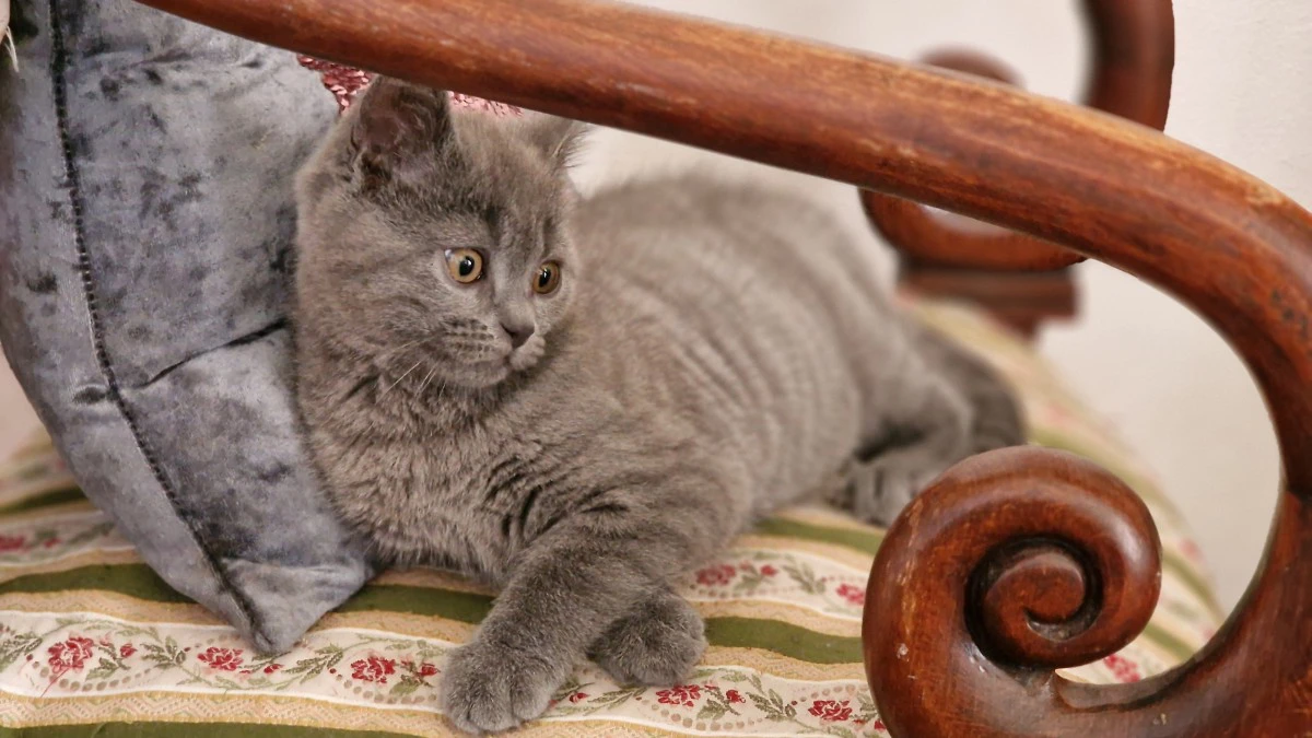Abbiamo disponibile un cucciol | Foto 2